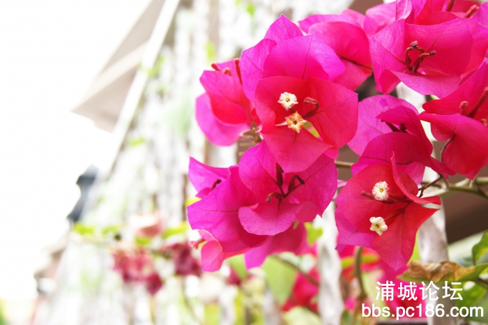 DSC01327_缩小大小.JPG