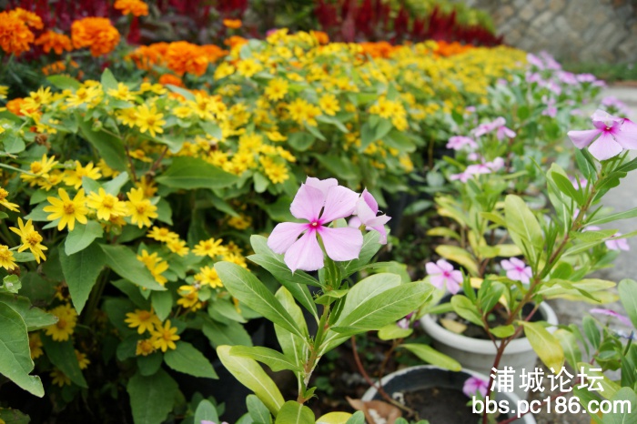 DSC01293_缩小大小.JPG