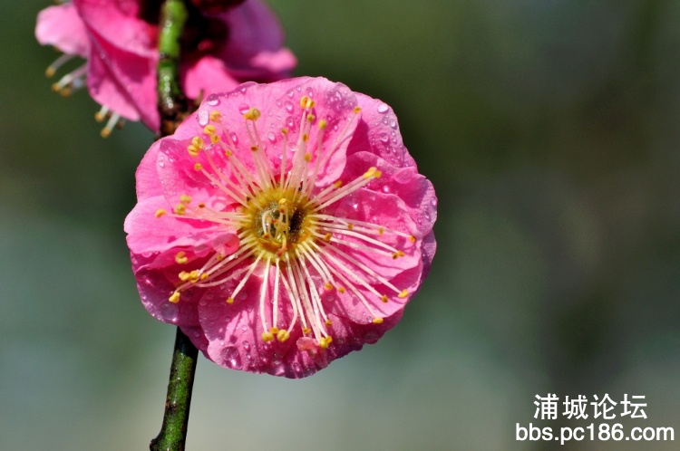111053yrg16sg4g36d95zu_jpg_thumb.jpg