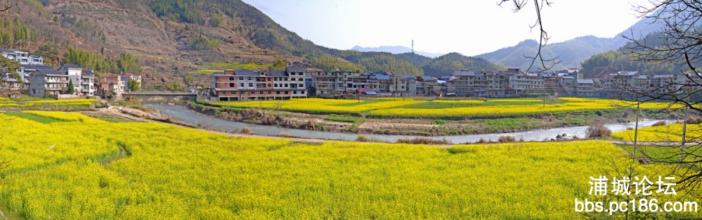 柳墩油菜花.JPG