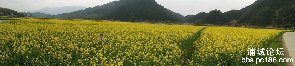 调整大小 油菜花全景1.jpg