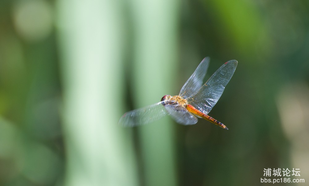 DSC_3014.jpg