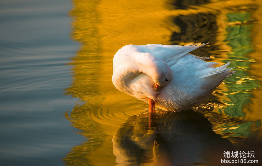 DSC_3096.jpg