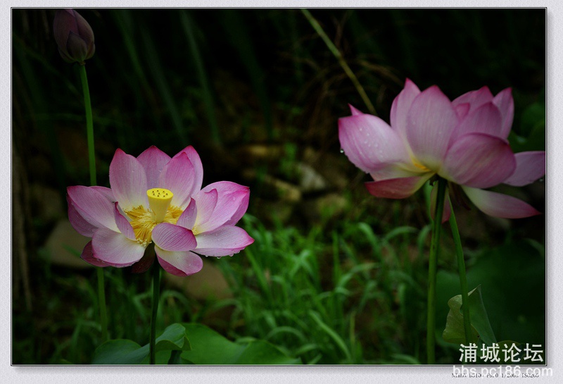 _DSC0130_副本.jpg
