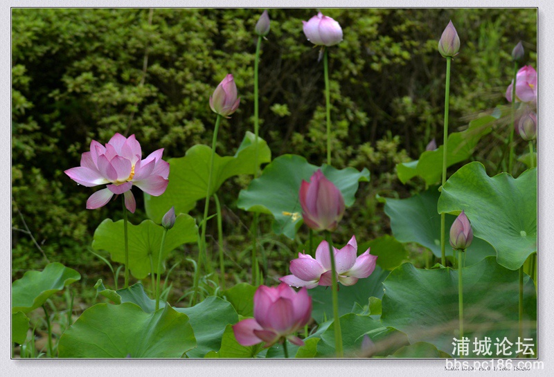 _DSC0110_副本.jpg
