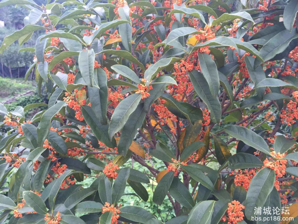 桂花4.jpg