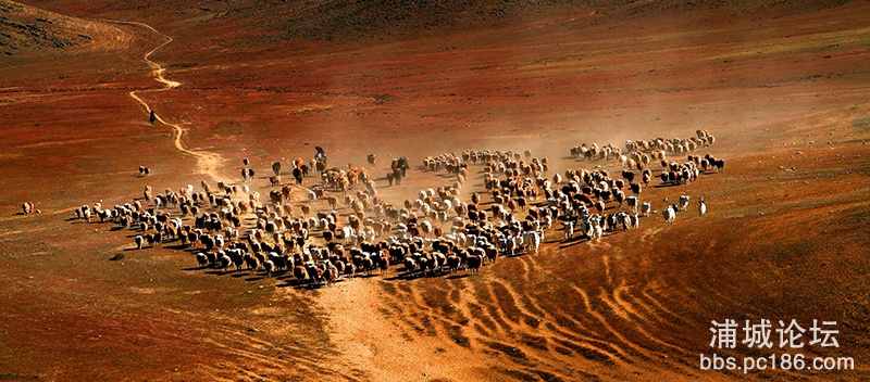 34    戈壁滩上牧羊忙  副本   2012-9-18拍摄于新疆富蕴县.jpg