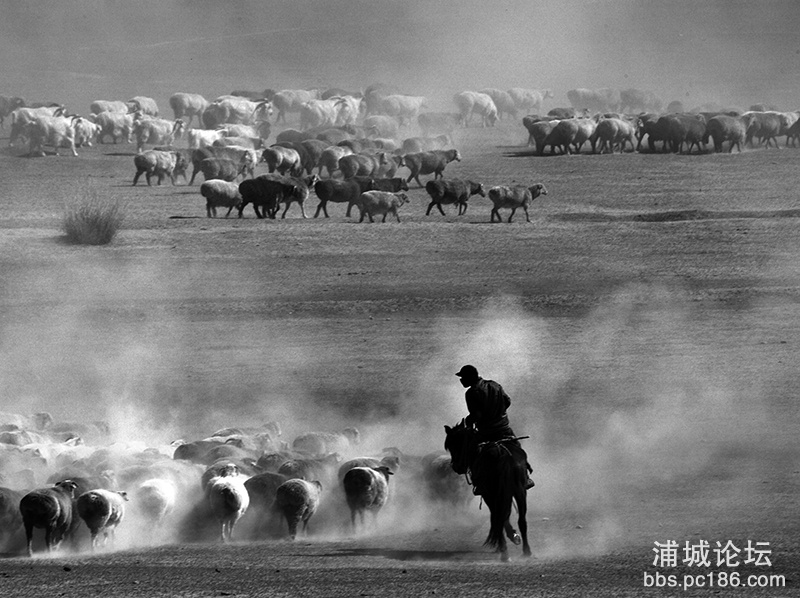 48  牧羊曲     副本    2012-9-18拍摄于新疆富蕴县.jpg