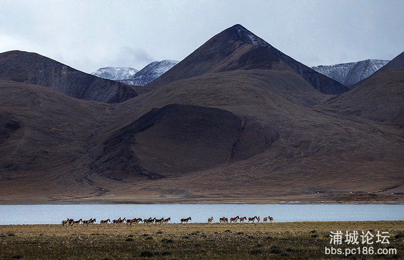 51    藏野驴     副本   2014-9-29拍摄于西藏仲巴县帕羊.jpg