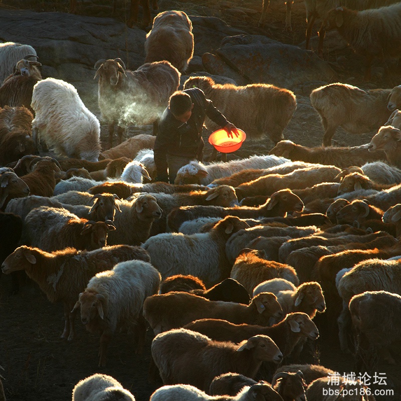 57   晨作   副本   2012-9-20拍摄于新疆、富蕴县.jpg