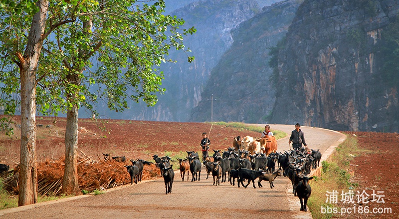 87   赶羊的一家   副本    2013-3-15拍摄于云南省普者黑.jpg