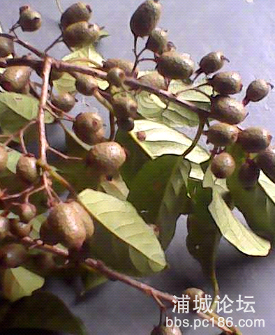 mmexport1446335196093_mh1446335742093.jpg