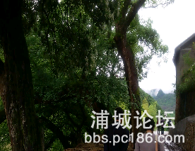 观前古树群