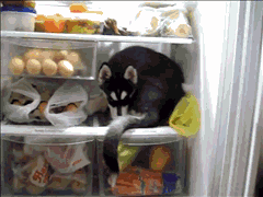 597040315b50f77db55a8ab6fcd0c743.gif