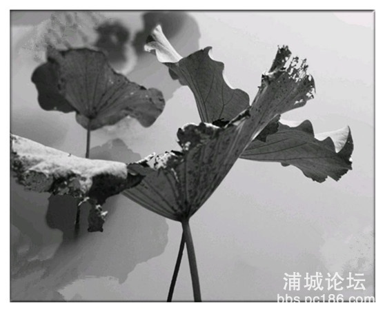 秋荷.jpg