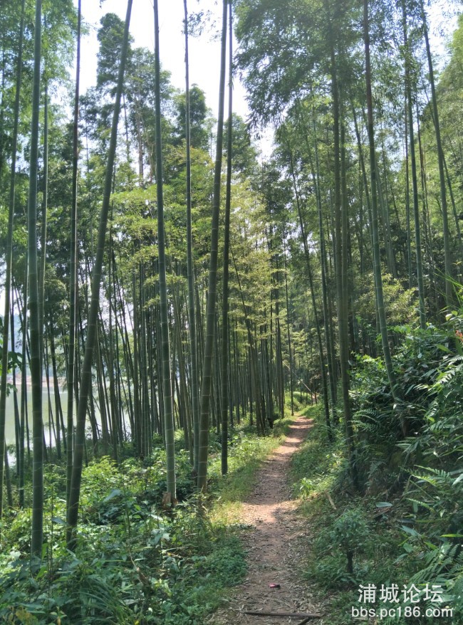 穿过河畔的竹林.jpg
