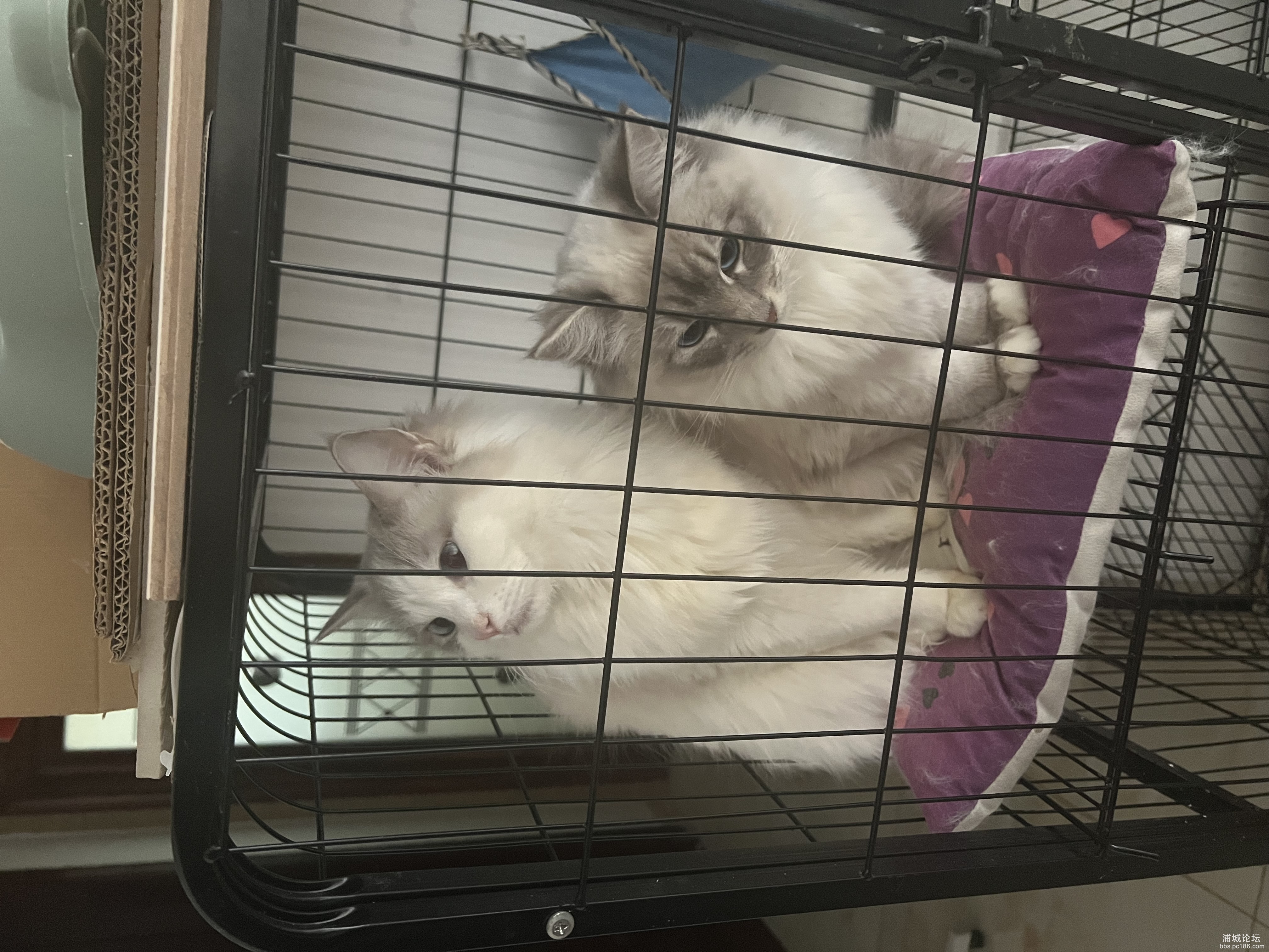 IMG_1010.jpeg